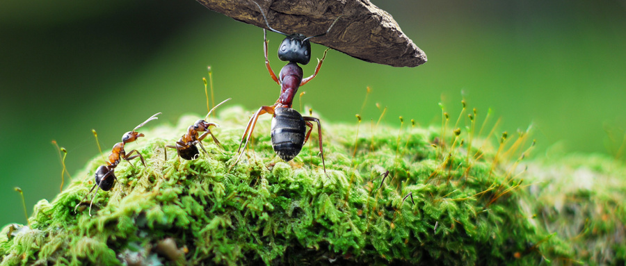 忙碌的蚂蚁