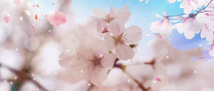 日本樱花标志配乐音频素材_樱花树下的回忆
